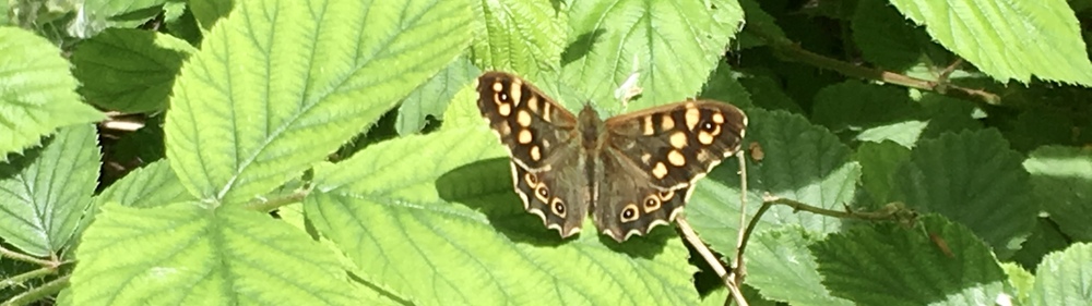 Speckled Wood Butterfly
