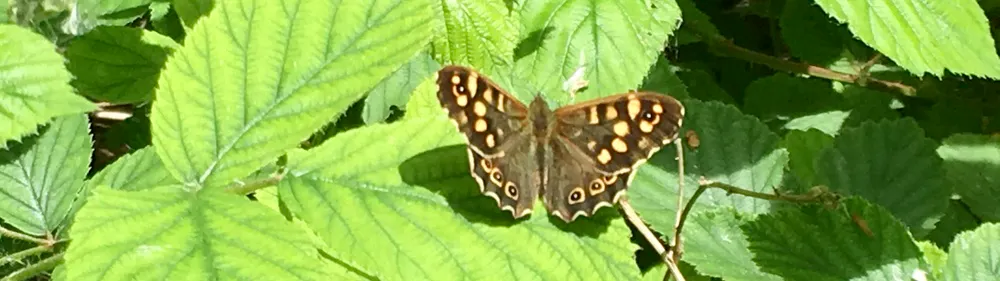 Speckled Wood Butterfly