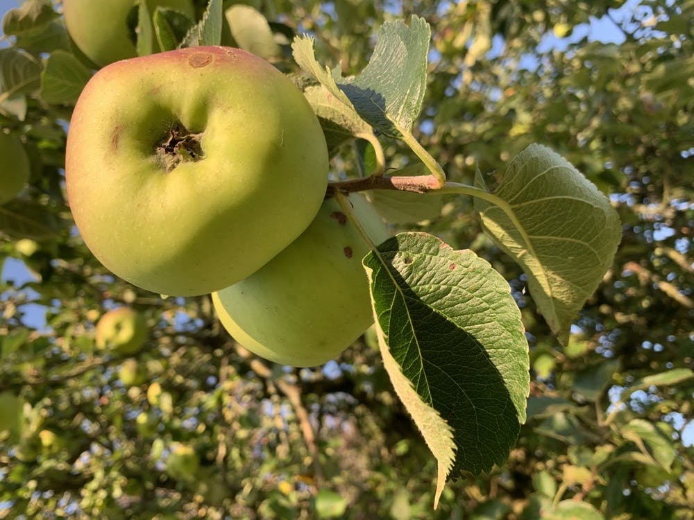 Apples at Stonehayes Farm