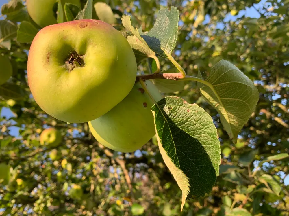 Apples at Stonehayes Farm