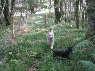 'Dog Friendly Cottage.' - Holiday Ideas