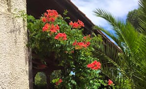 Flowers around Villa Mimosa