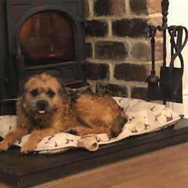 Dogs love our log burners . How close can they get ? Dogs love our log burners . How close can they get ?