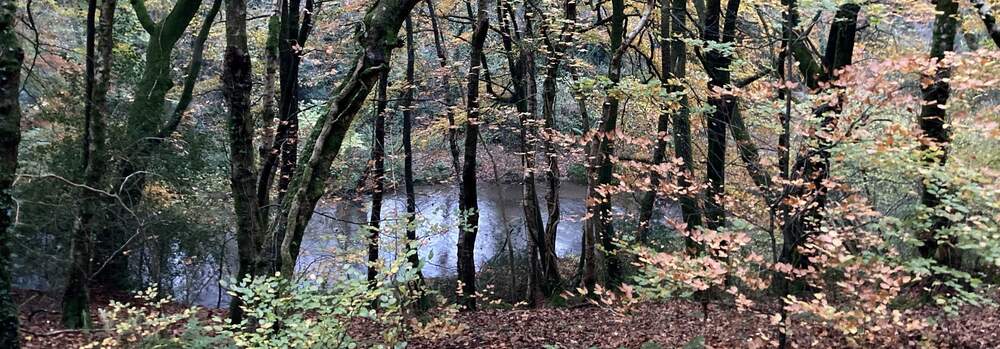 Hurstone Nature Reserve. River Tone seen through trees and their autumn leaves 