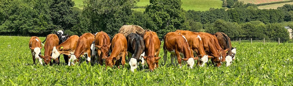 Orange and white mowing machine