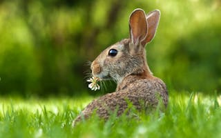 'Spring Break Holidays Isle of Bute Scotland' - Holiday Ideas